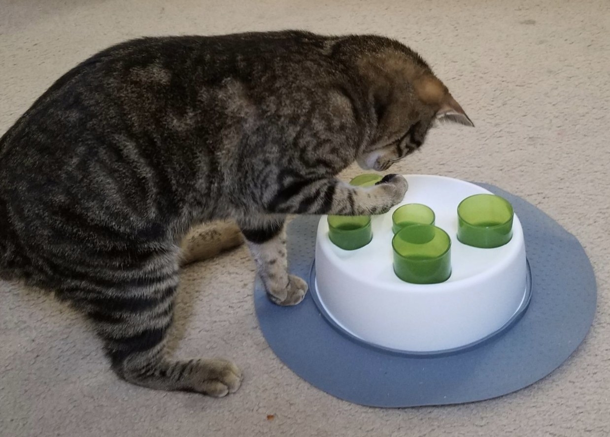 A cat playing with an interactive toy