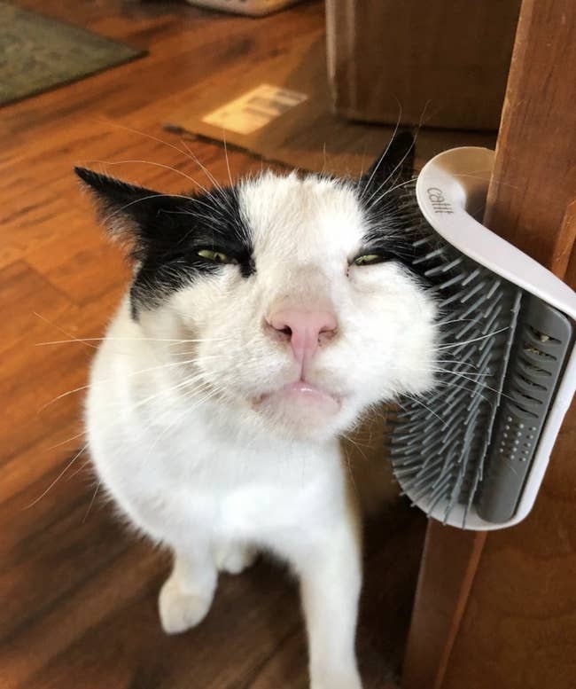 Reviewer photo of a cat rubbing their face on a mounted self groomer brush