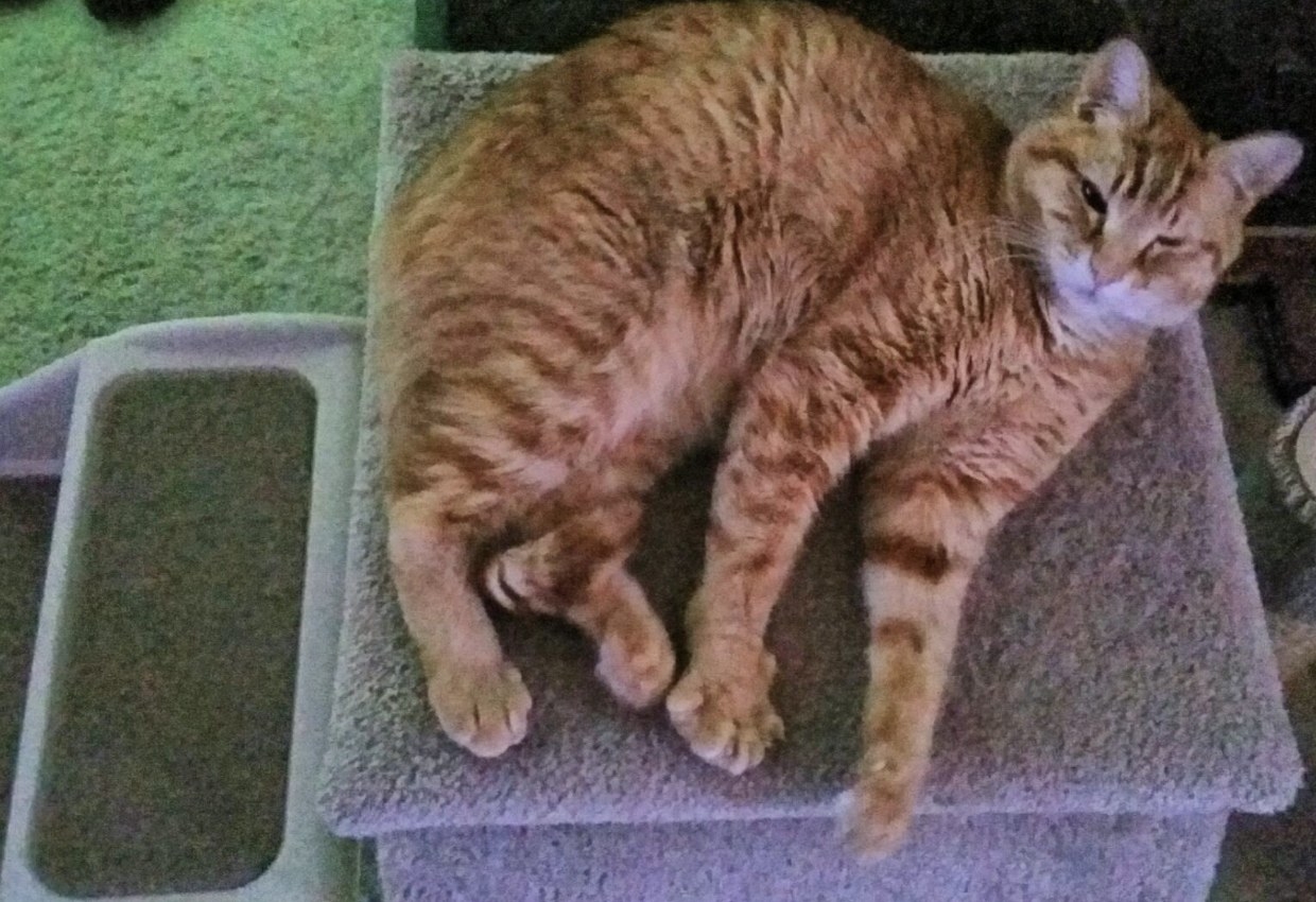 A cat sleeping on pet steps