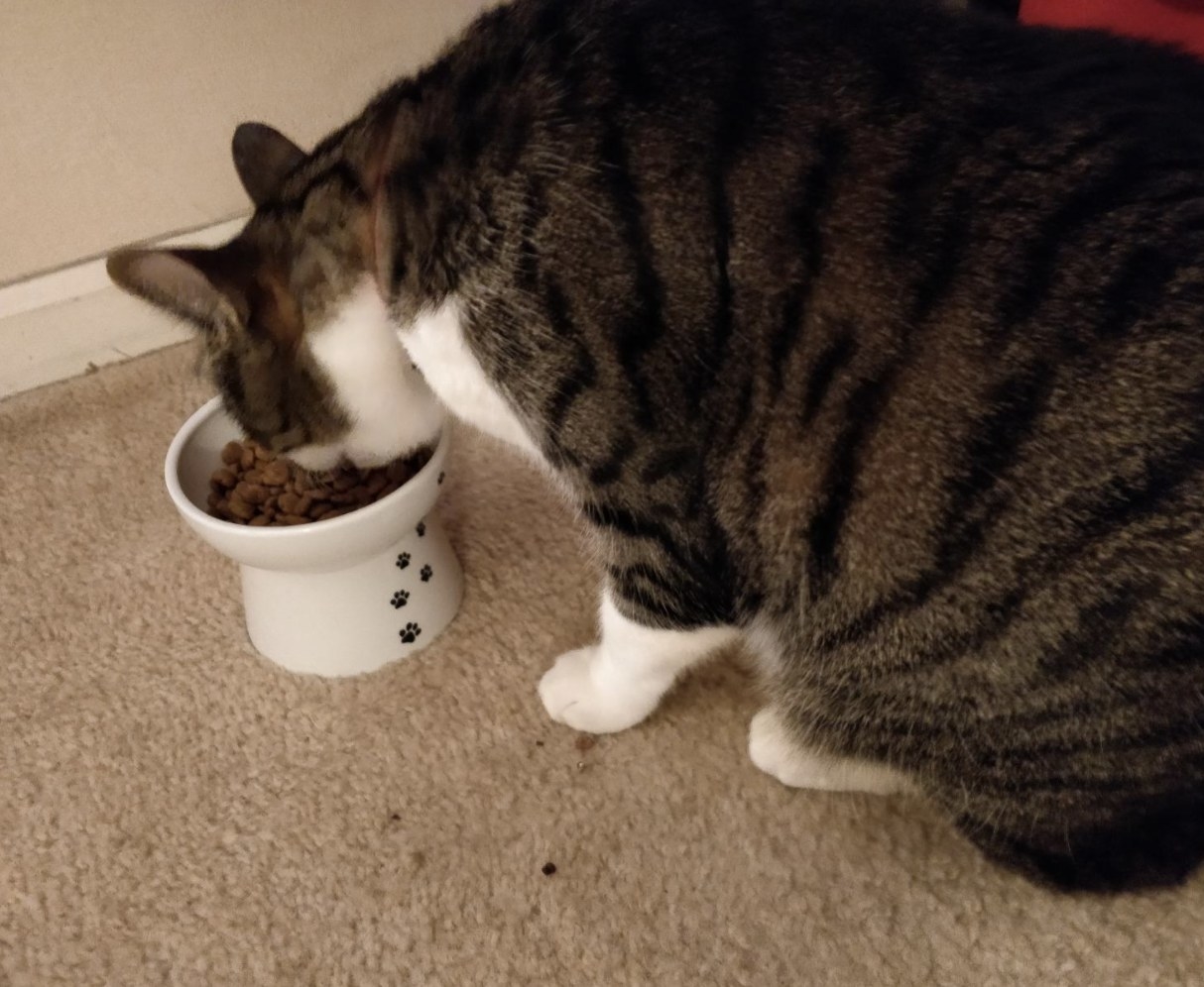 A cat eating from a raised cat food bowl