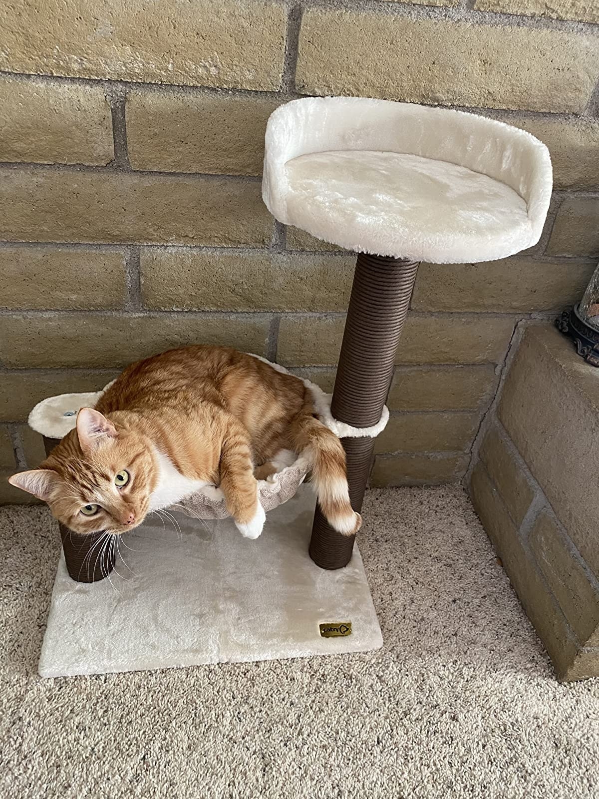 The cat tree with cat lounging in its hammock