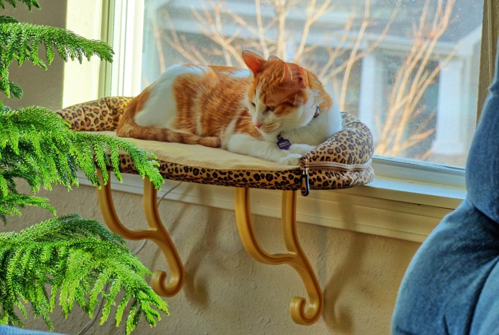 The bed attached to the window sill with cat on top