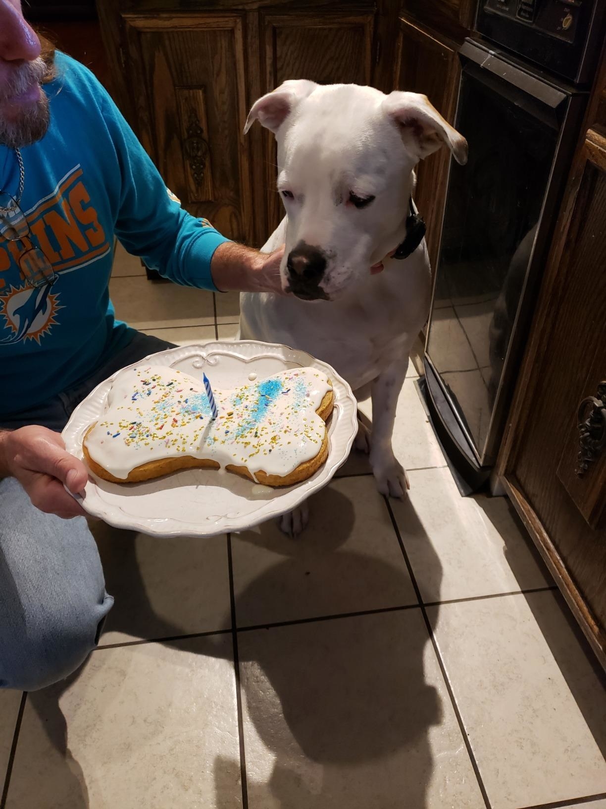 A dog and their cake