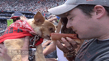 Man and dog sharing a hot dog at a baseball game.