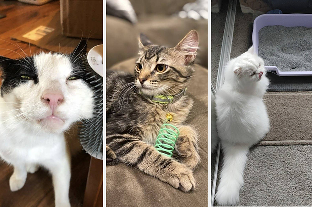 A split thumbnail of three cats