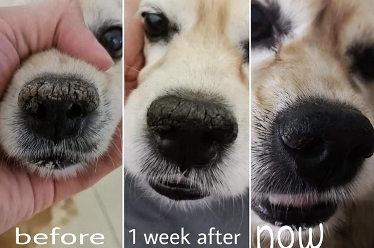 what to put on a dogs cracked nose