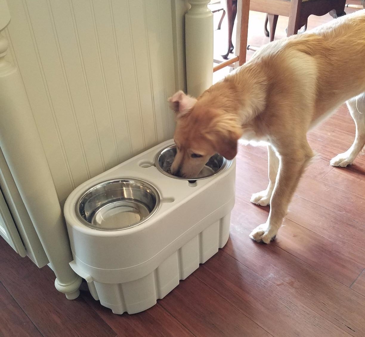 The diner with dog sniffing one of the bowls