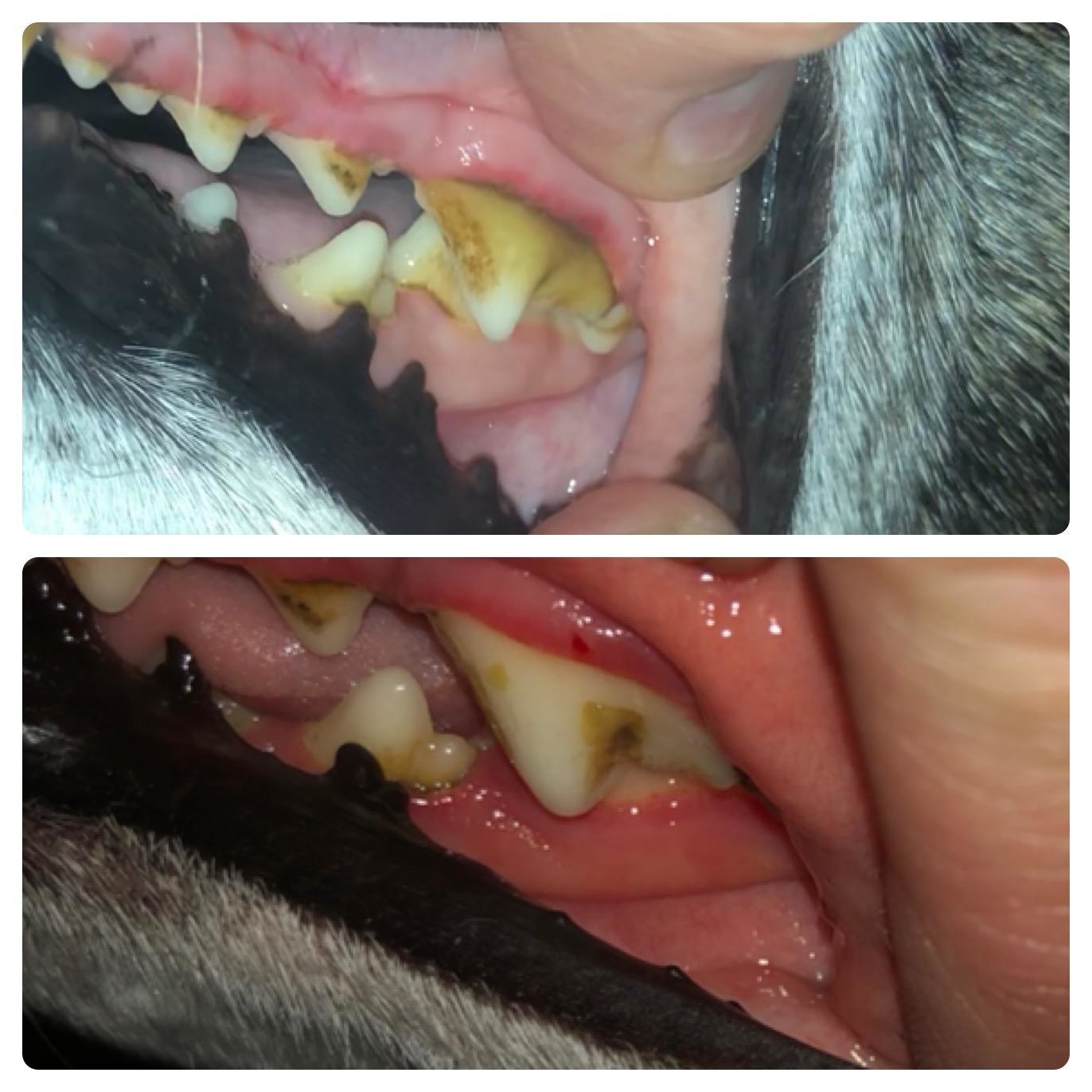 A dog&#x27;s teeth before and after using the toothpaste