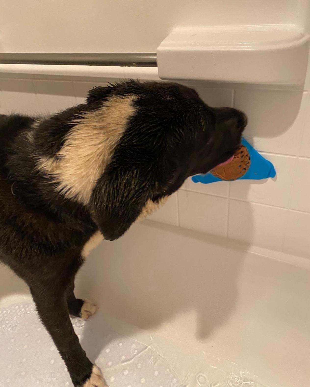 The pad suctioned to the tub with dog eating off peanut butter from it