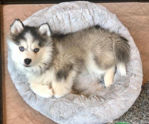 Reviewer&#x27;s picture of Husky puppy in the round, fluffy bed in gray 