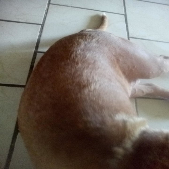 A dog after using the shampoo