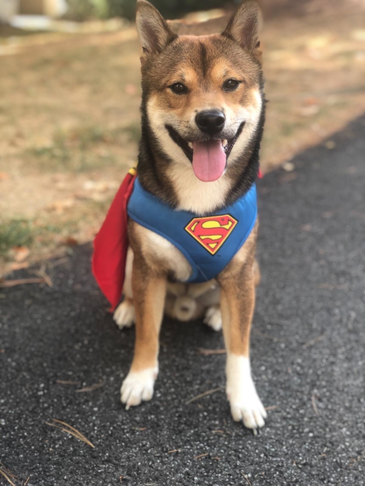 A dog in the Superman harness, with detachable cape