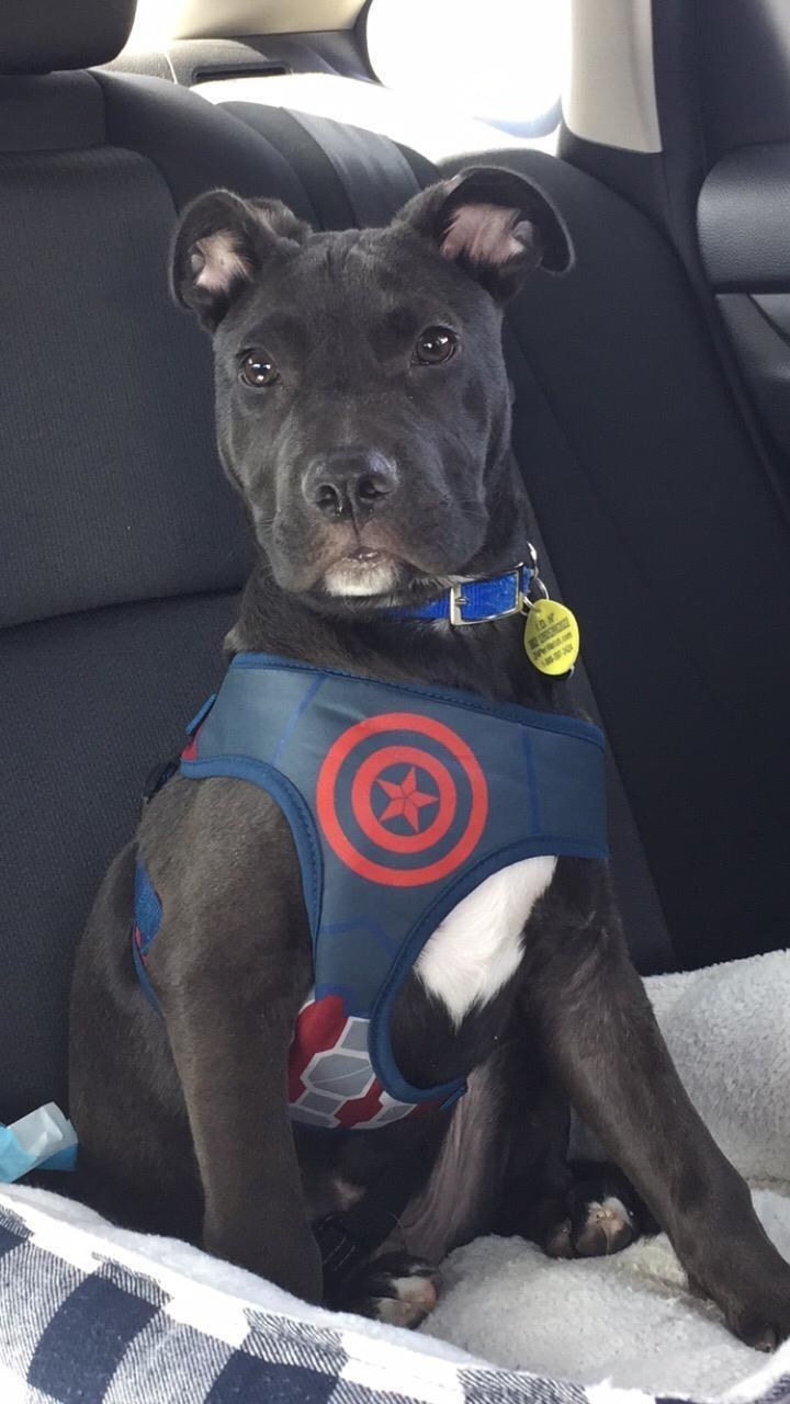 A dog in the Captain America harness