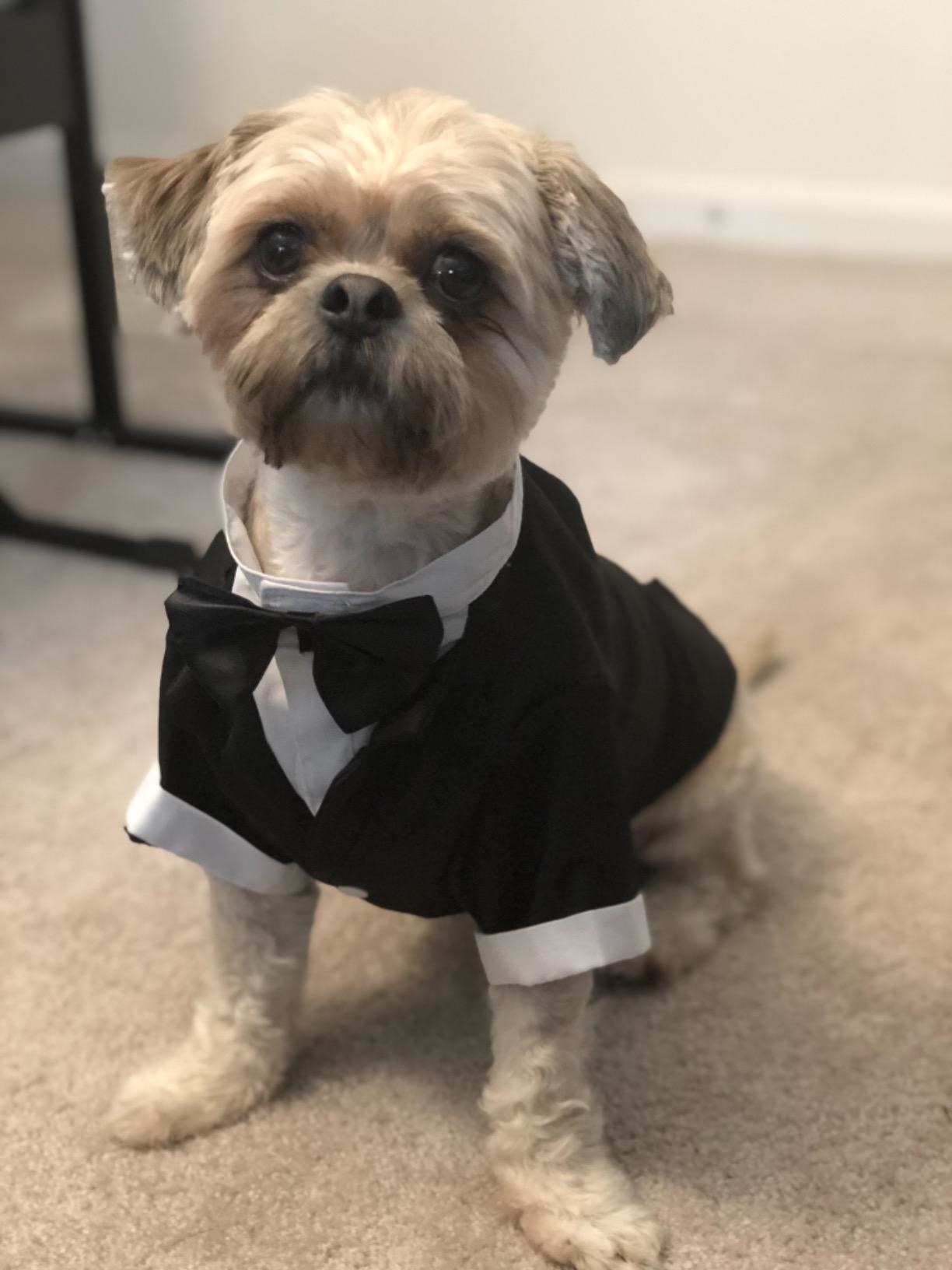 A dog in the tuxedo, which looks like a real tuxedo with black jacket, white shirt, and black bow tie