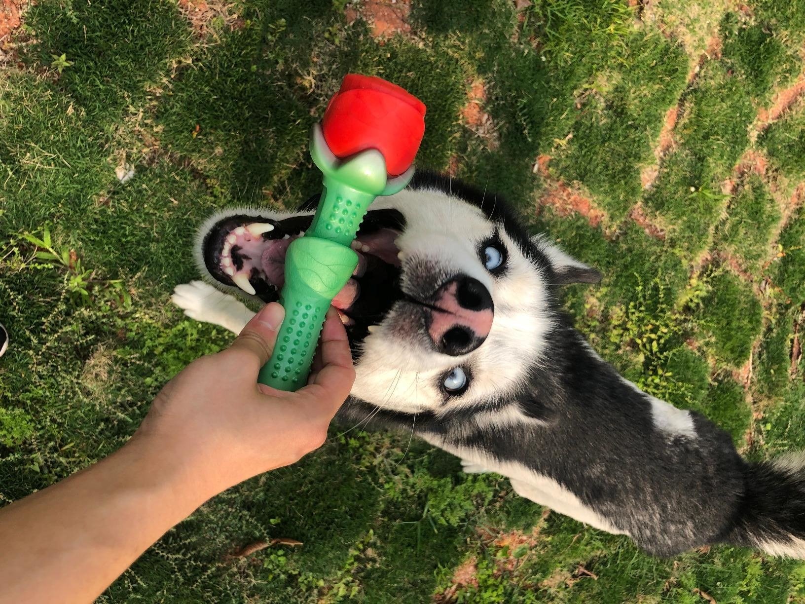 A dog plays with the toy, which has a thick, green textured stem, and a hard plastic red &quot;rose&quot; top