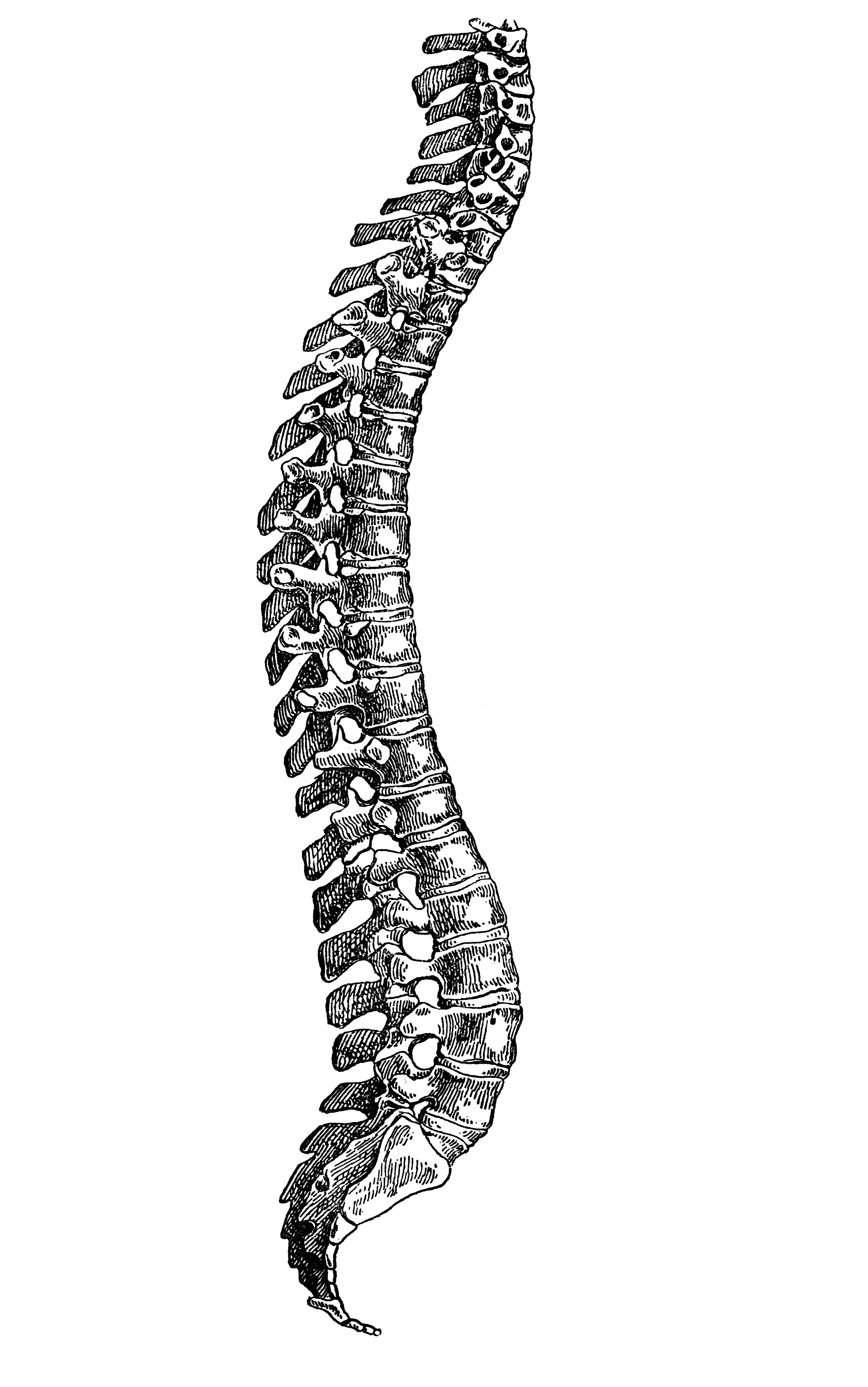 A drawing of a spine