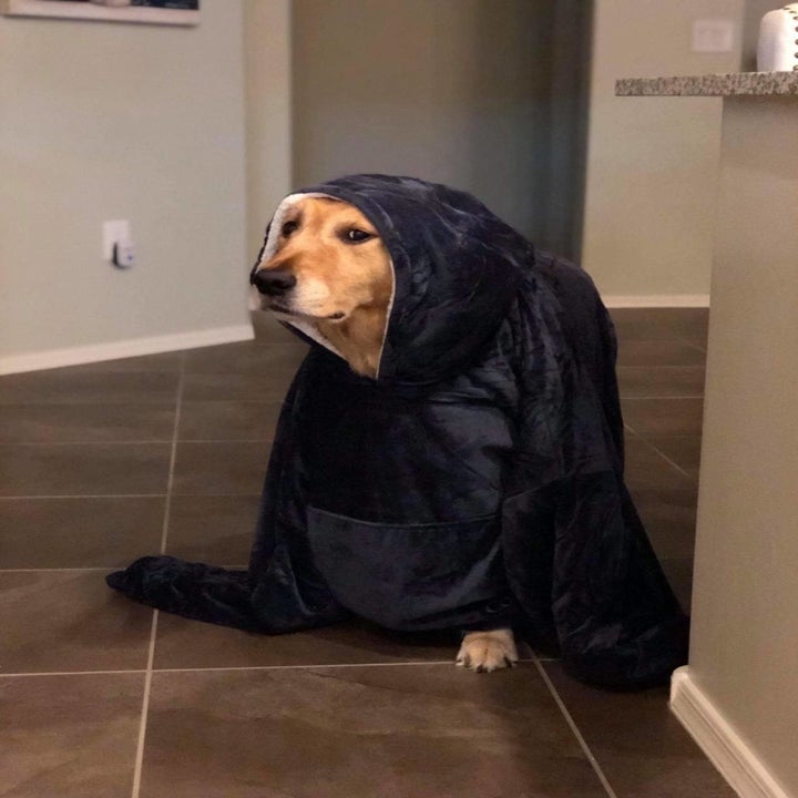 Dog wearing the hoodie