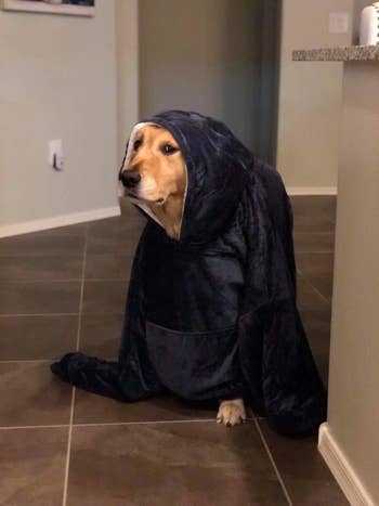 Dog wearing the hoodie
