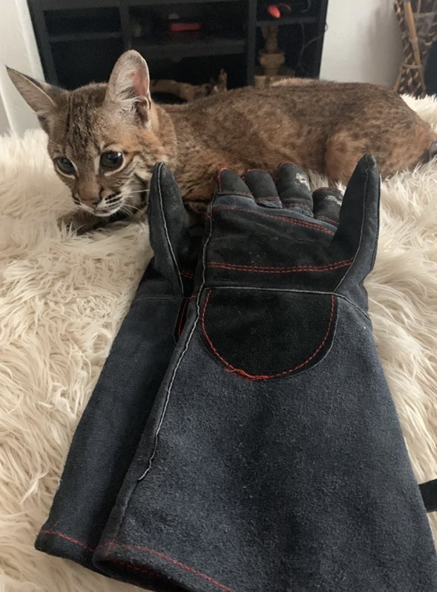 A bobcat sitting behind a pair of grey gloves with red stitching