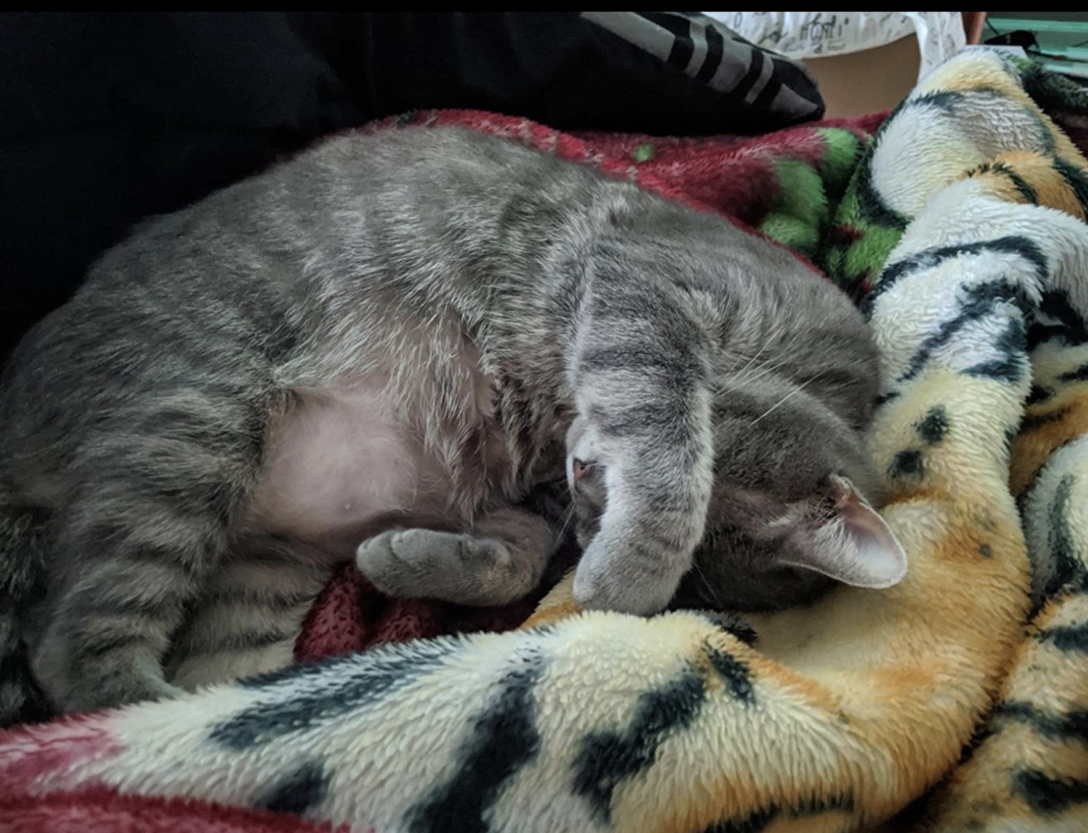 a soft cat laying with clean fur