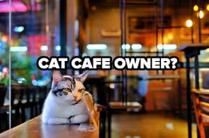 cat cafe owner