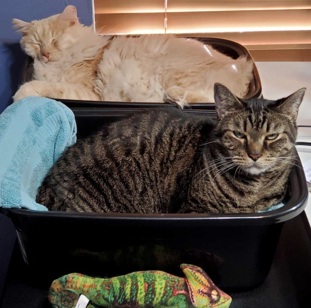 two cats lounging in black plastic basins