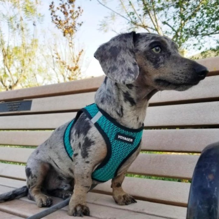 weiner dog wearing a blue harness while sitting on a bench