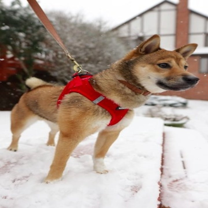 shiba inu wearing a harness while in the snow