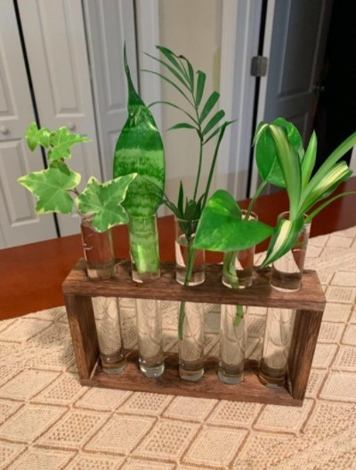test tube flower vase with greenery in it
