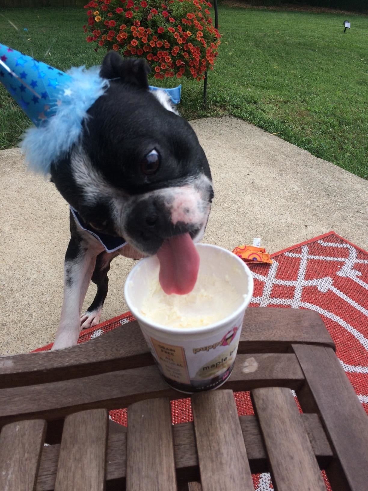 A dog licks the ice cream from the carton