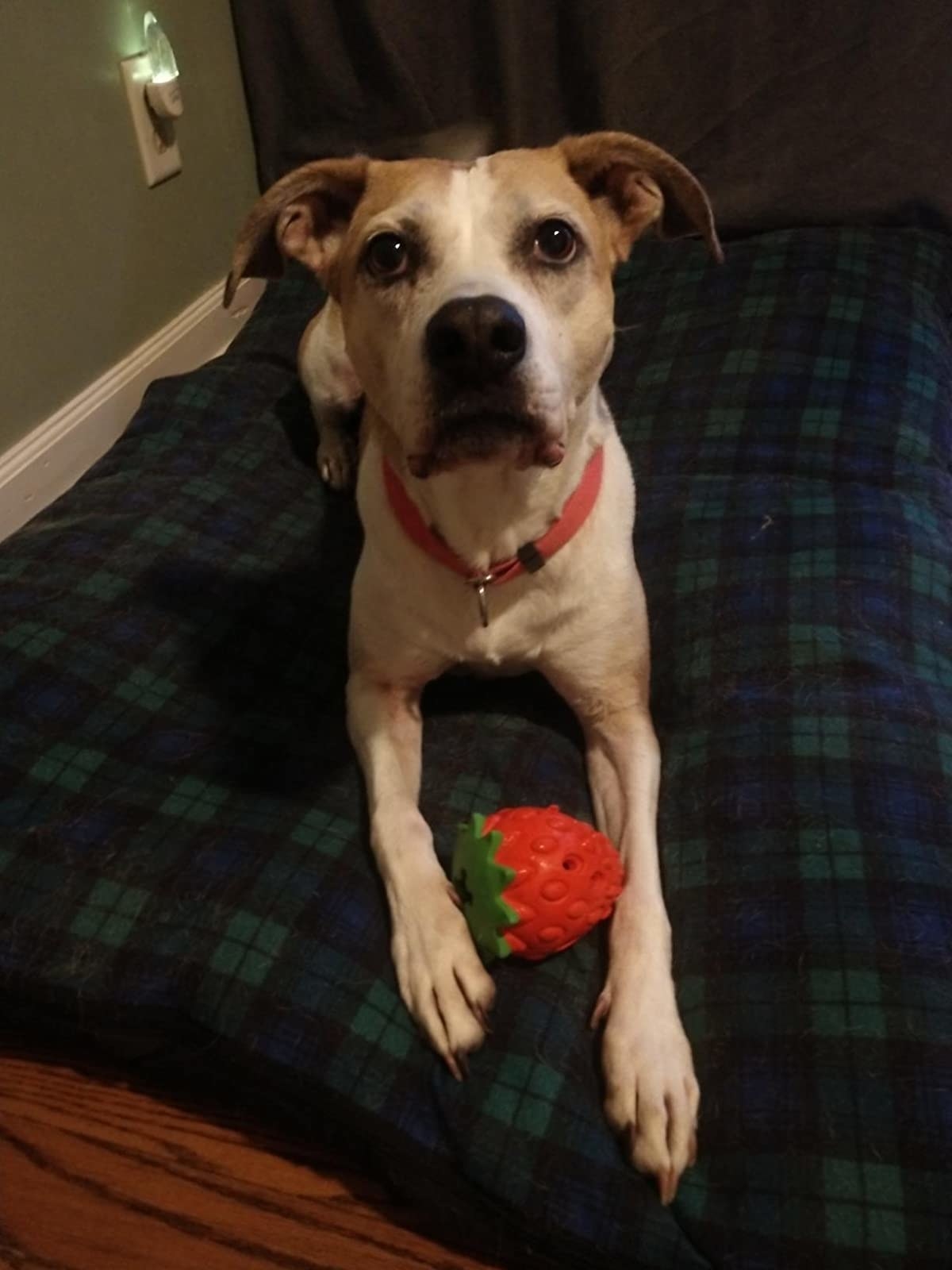 A dog holds the toy, which is shaped like a strawberry and is hollow so that it may hold and dispense treats
