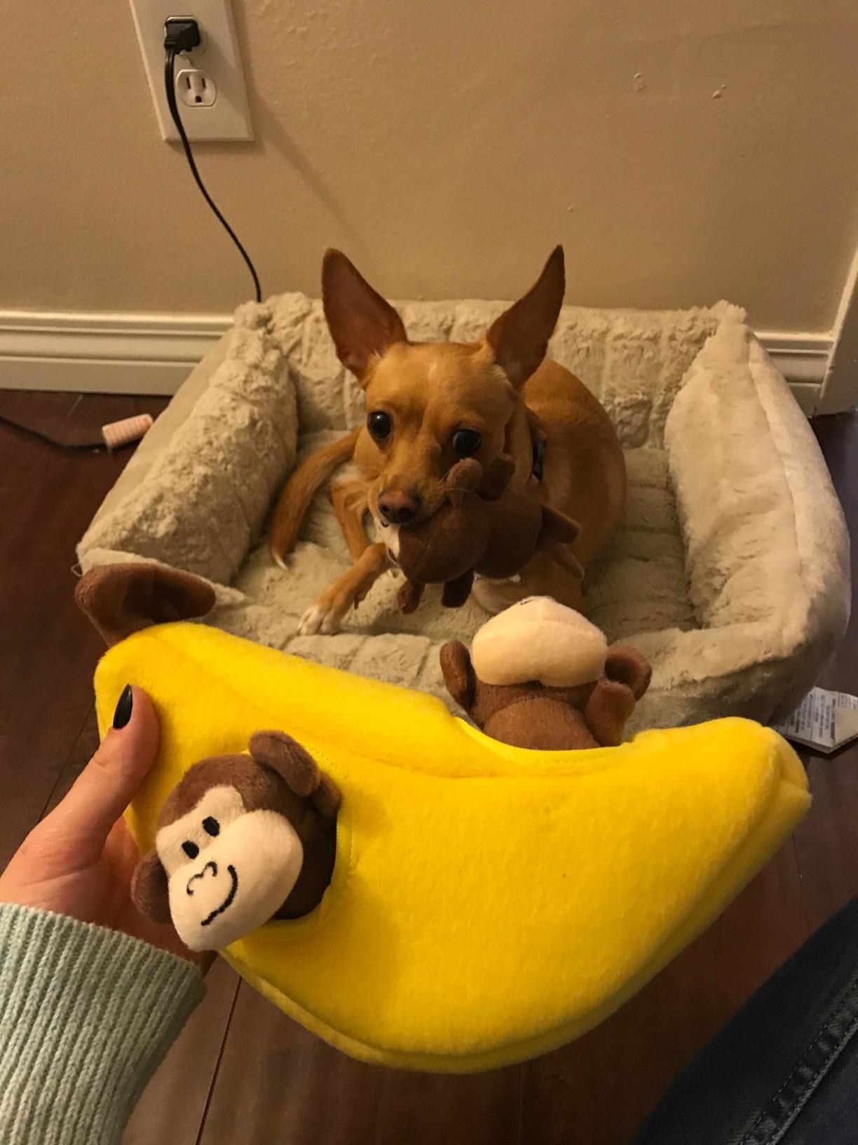 The toy in banana, which has several small, detachable monkeys sticking out of holes in the banana