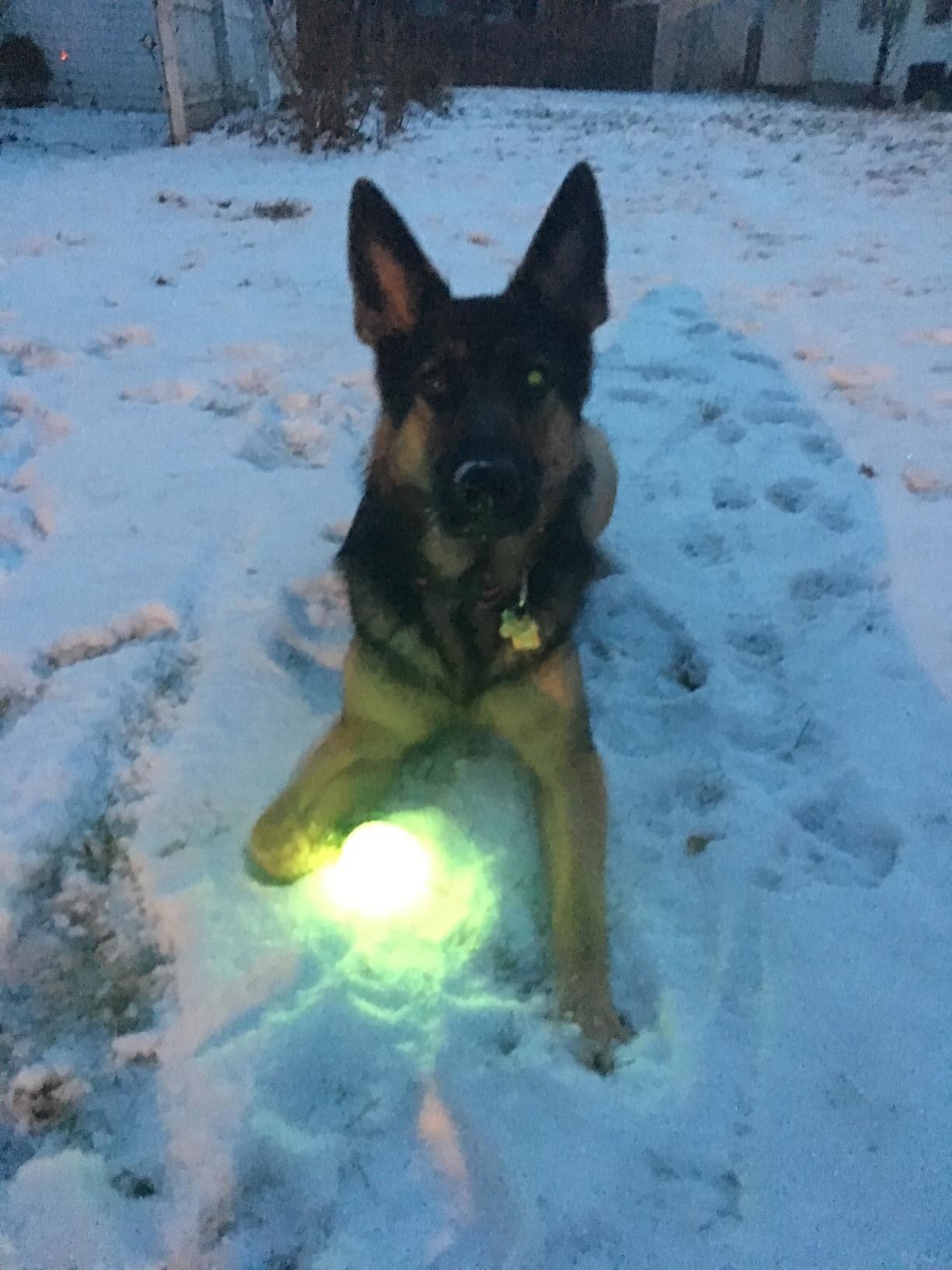 A dog plays with the ball, which lights up brightly—not a glow but actual light