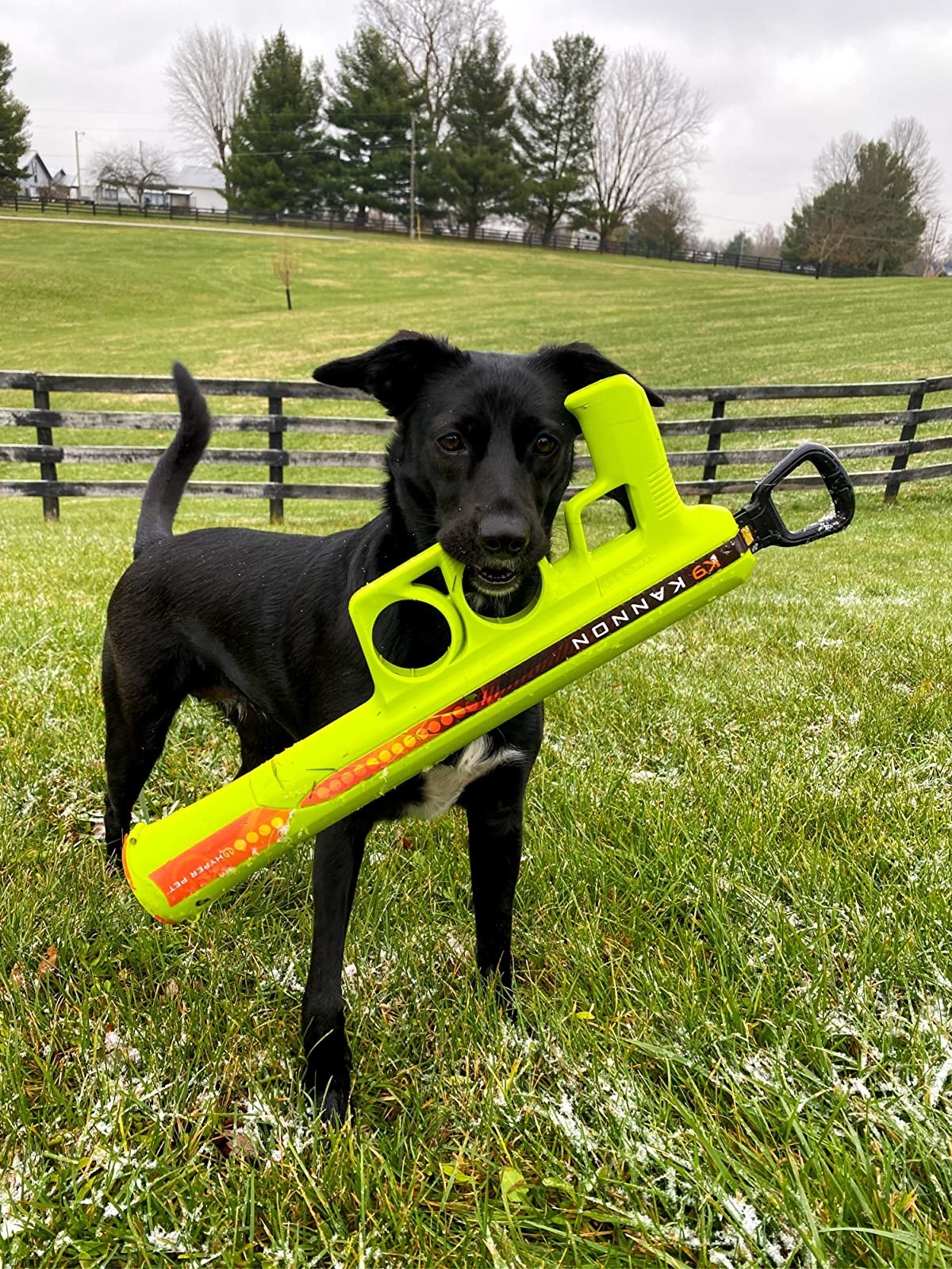 A dog holds the launcher, which looks like a Super Soaker-style large water gun