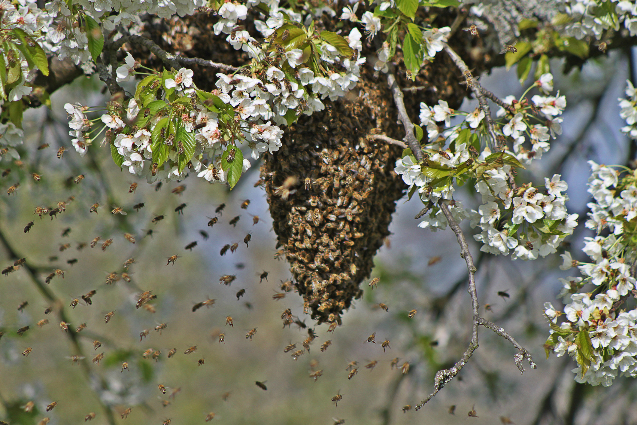 A beehive on a tree