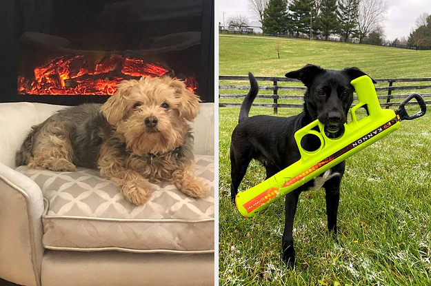 Just 28 Cute And Fun Products From Amazon That'll Help Brighten Your Dog's Day