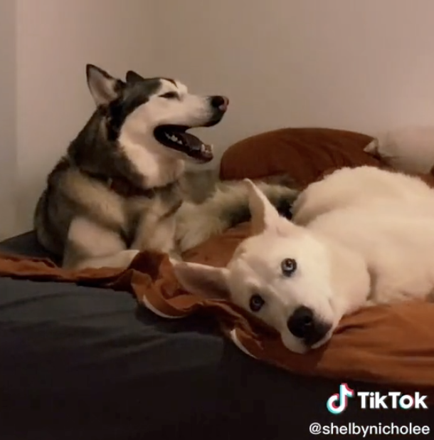 Two dogs laying on a bed looking adorable