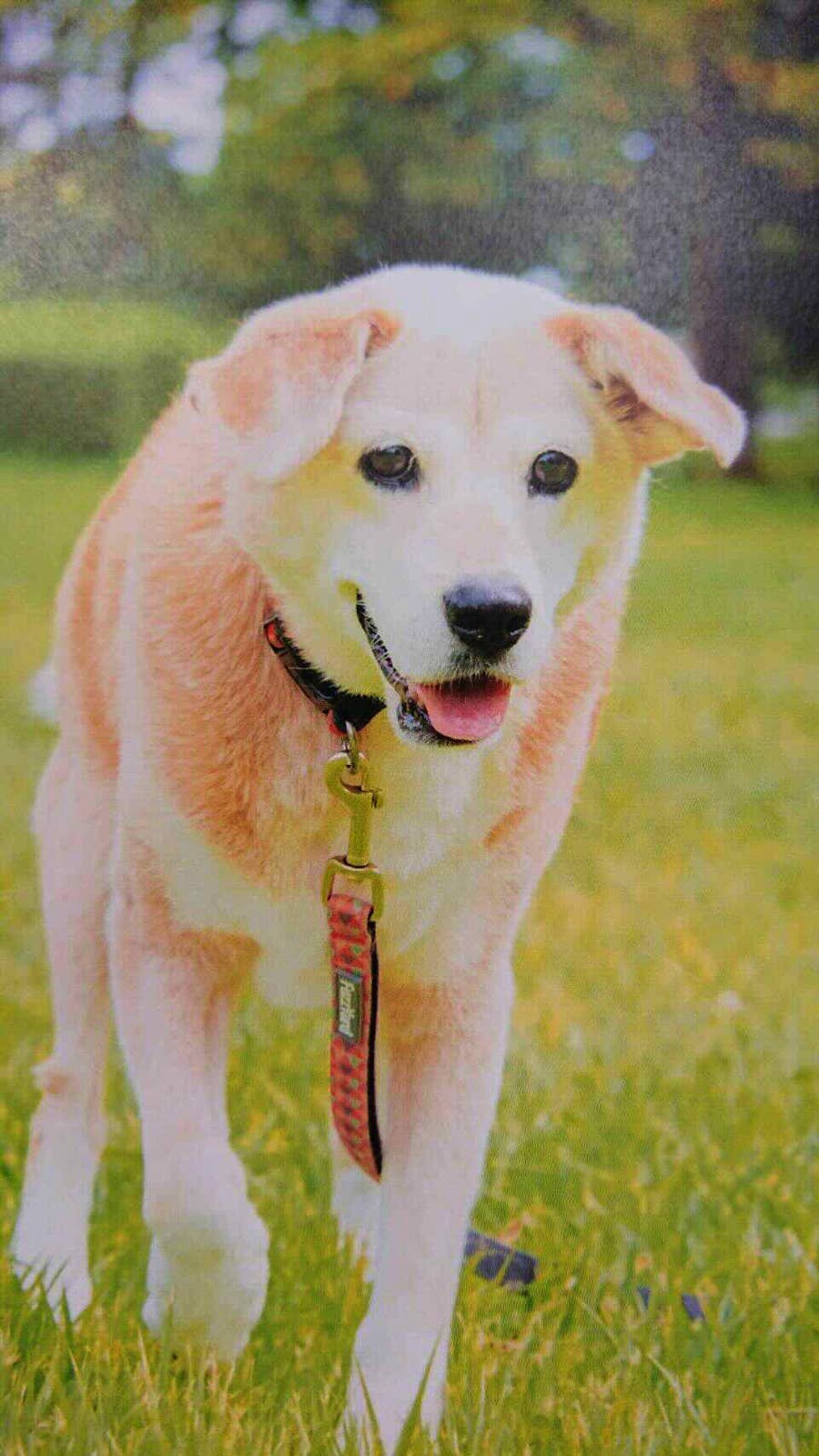 ナナ 生きてるのかな 震災で離れ離れに 愛犬と家族が歩んだ10年