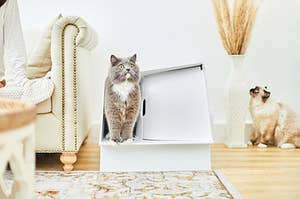 Cat exiting White Villa litter box in stylish living room.