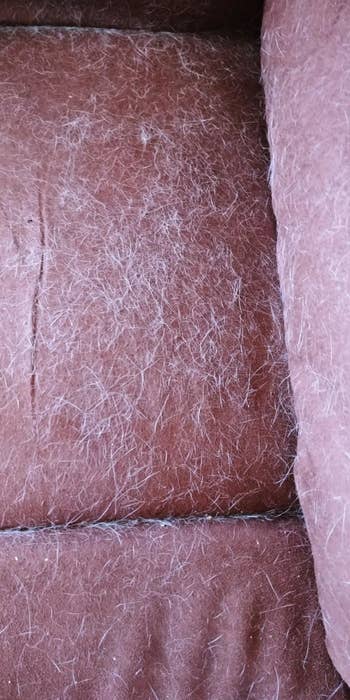 A reviewer's couch, covered in hair