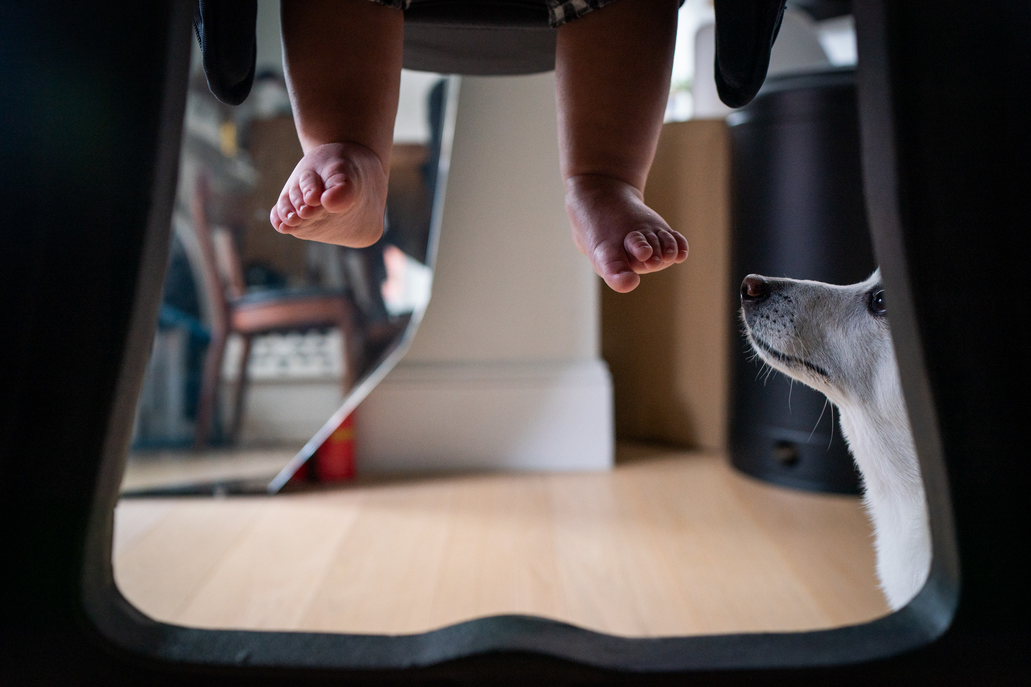 A small dog looks at a baby&#x27;s dangling feet under a table