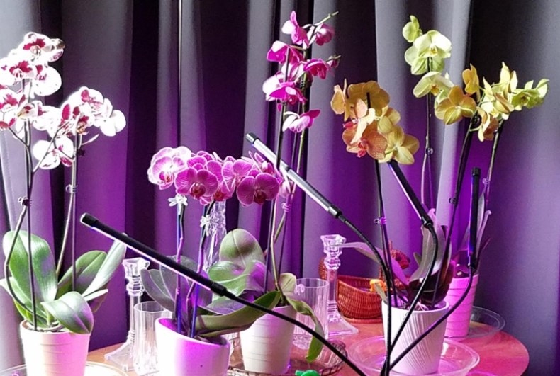 Several orchids sitting on a table with several grow lights