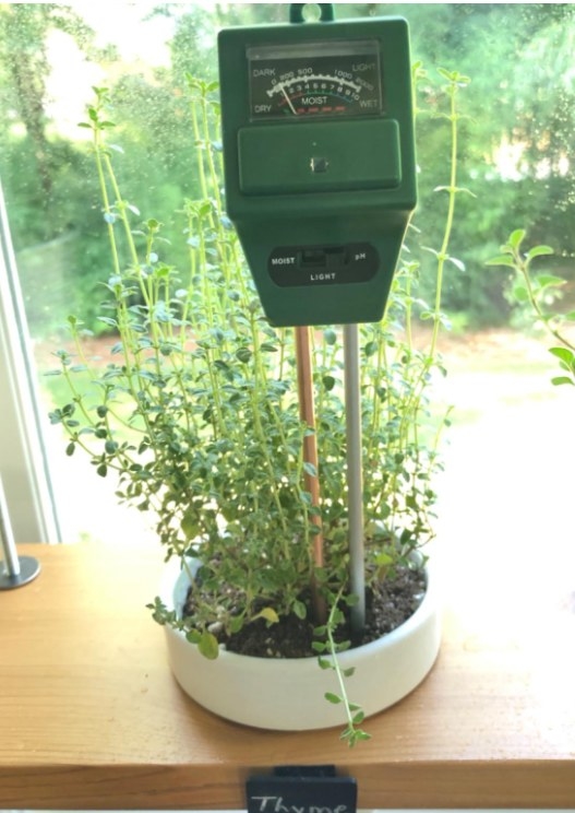 Plant with a soil meter device placed in the dirt. 