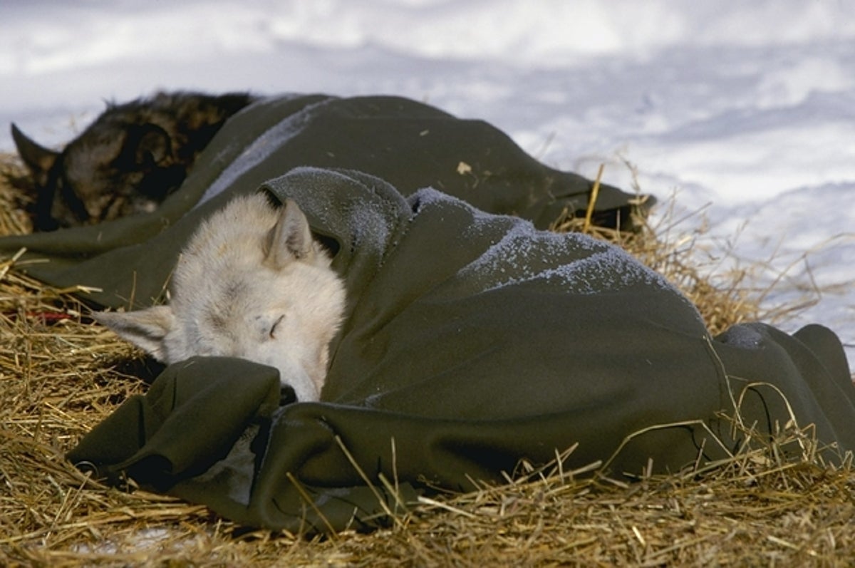 Inspirational (And Adorable) Photos Of Dogs Running The Alaskan Iditarod