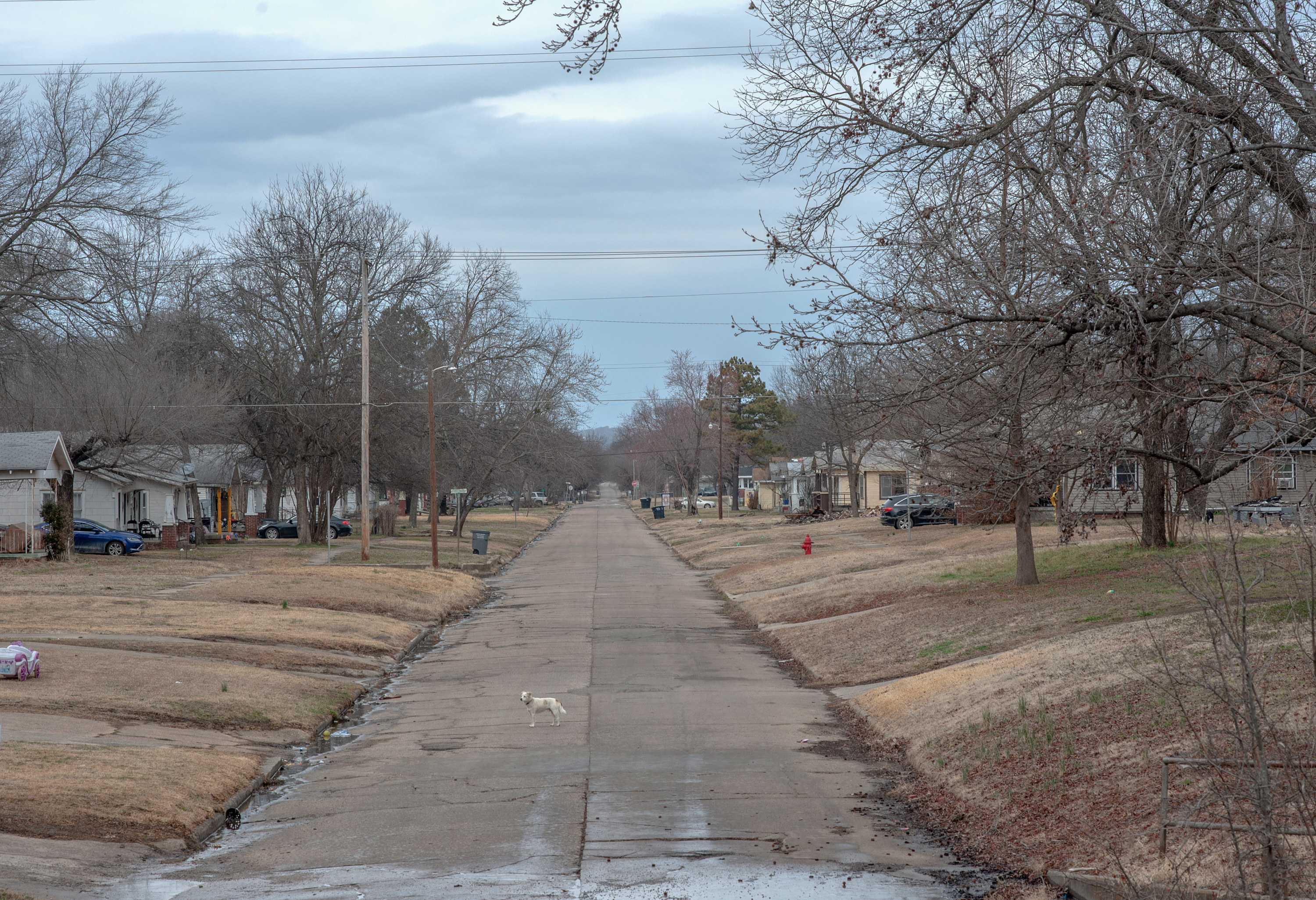 A small white dog stands in the middle of an empty neighborhood street, lined with single-family homes and bare trees