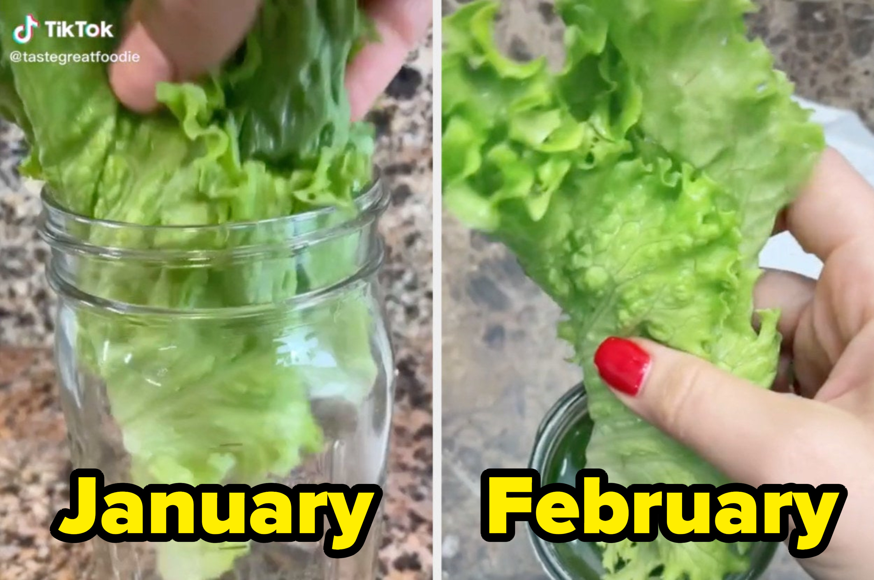 A before-and-after photo: the lettuce in January next to it in February, looking exactly the same