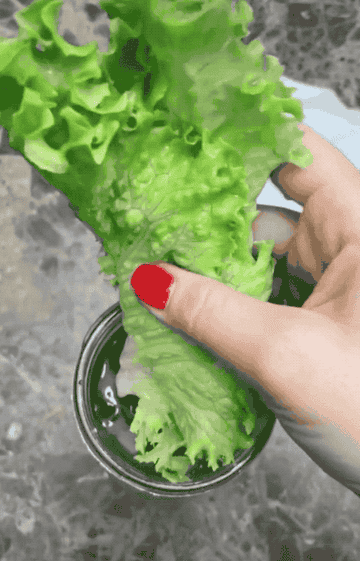 A gif of the lettuce in the video being folded over, showing how crisp it is