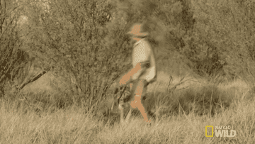 GIF of a man being chased by a kangaroo around a bush