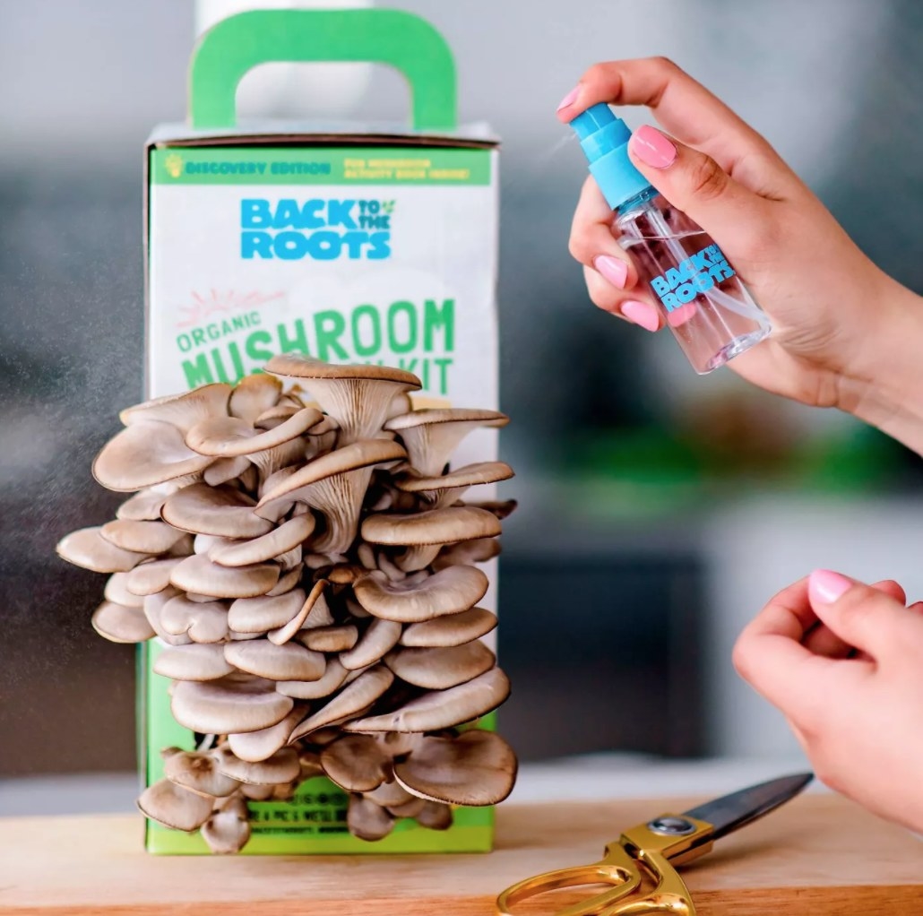 The grow kit with mushrooms sprouting from the box