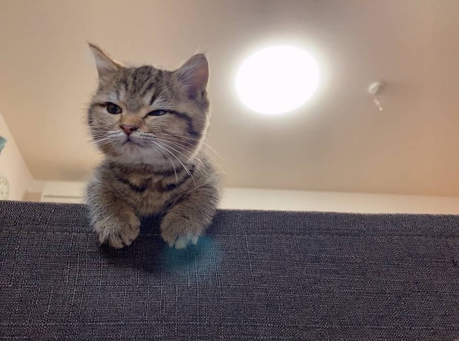 誘いにのってしまいそう 魅了された ポールダンスをする猫ちゃんにみんなぞっこん